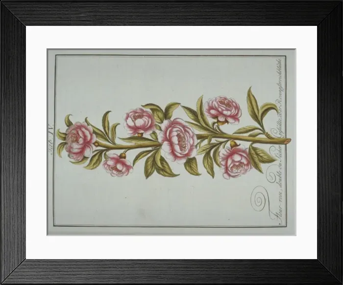 Framed Print : Prunus persica, double rose-flowered peach Framed Print : Prunus persica, double rose-flowered peach