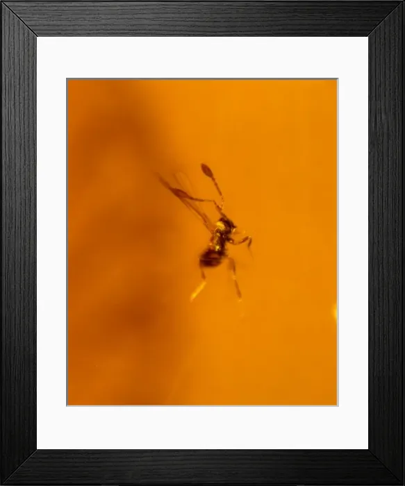 Framed Print : Fairy fly in Dominican amber Framed Print : Fairy fly in Dominican amber