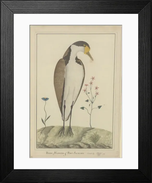 Framed Print : Vanellus miles, masked lapwing Framed Print : Vanellus miles, masked lapwing
