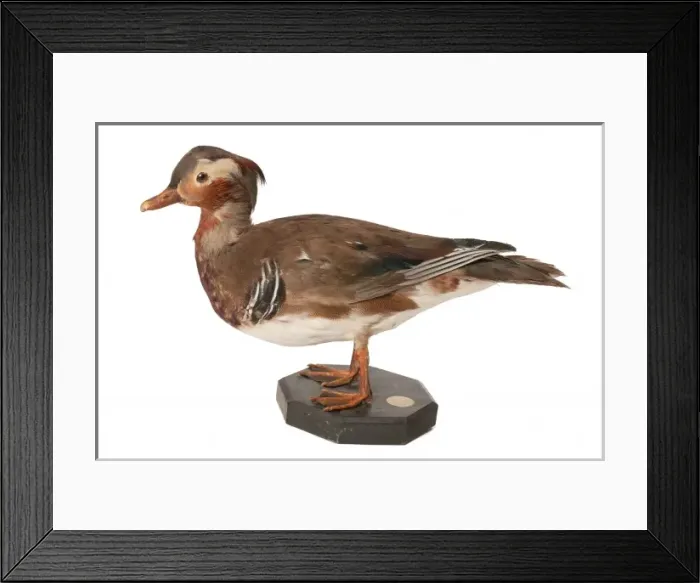 Framed Print : Aix galericulata, mandarin duck Framed Print : Aix galericulata, mandarin duck
