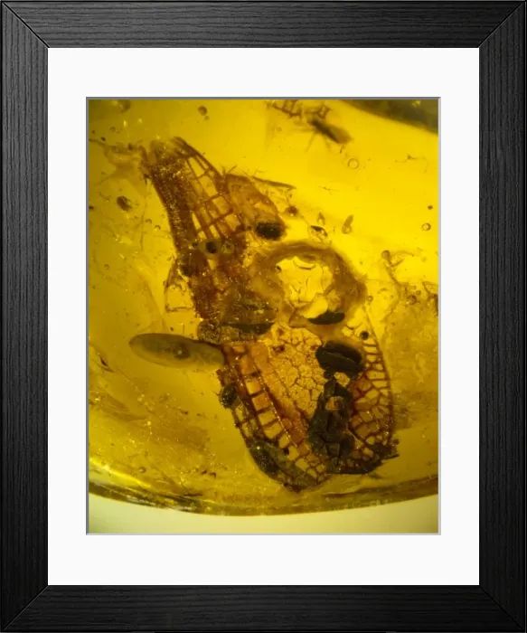 Framed Print : Damselfly wings in amber Framed Print : Damselfly wings in amber