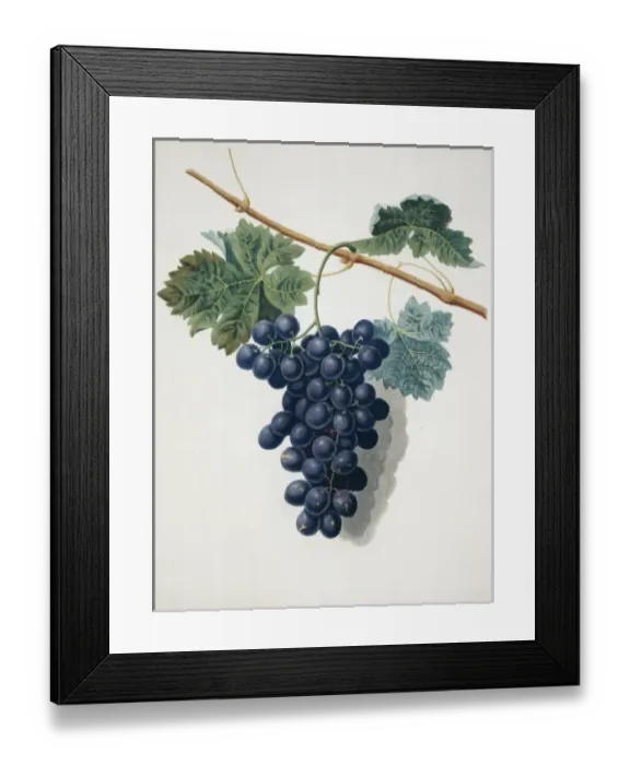 Framed Print : Vitis sp. black grape Framed Print : Vitis sp. black grape