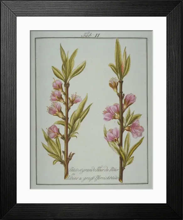 Framed Print : Prunus persica, small and large peach flower Framed Print : Prunus persica, small and large peach flower