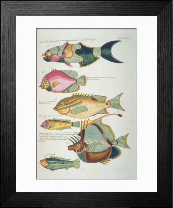 Framed Print : Colourful illustration of six fish Framed Print : Colourful illustration of six fish