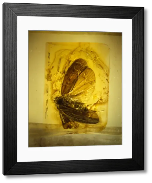 Framed Print : Planthopper in amber Framed Print : Planthopper in amber