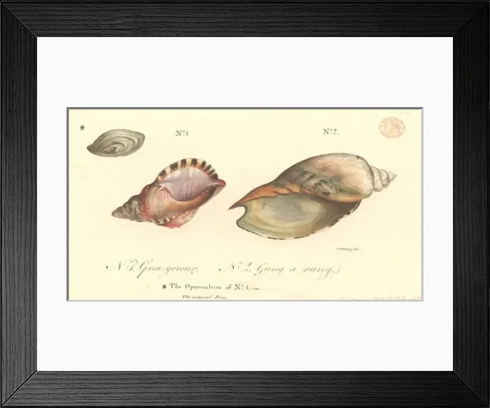 Framed Print : Charonia rubicunda, red australwelk and a volute Framed Print : Charonia rubicunda, red australwelk and a volute