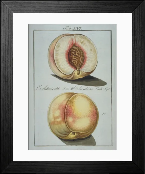 Framed Print : Prunus sp. wonder peach Framed Print : Prunus sp. wonder peach