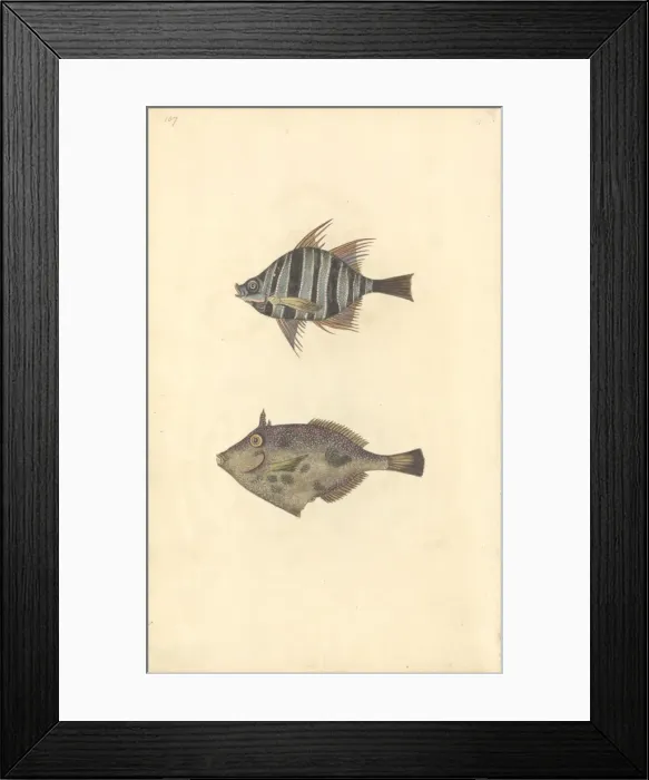 Framed Print : Drawing number 54 Framed Print : Drawing number 54