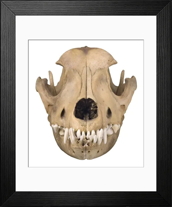 Framed Print : Bulldog cranium c. 1860 Framed Print : Bulldog cranium c. 1860