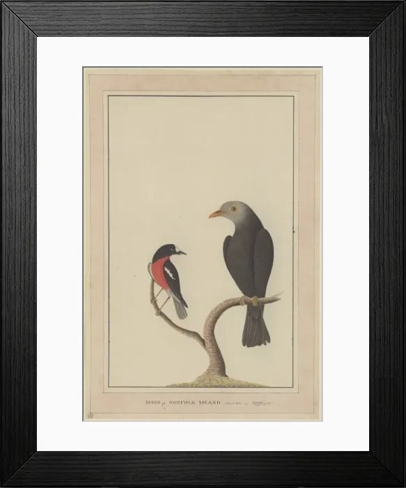 Framed Print : Petroica boodang, scarlet robin, Turdus poliocephalus, islan Framed Print : Petroica boodang, scarlet robin, Turdus poliocephalus, islan