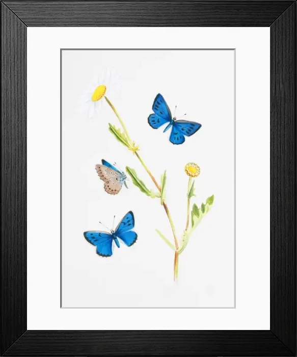 Framed Print : Maculinea arion, large blue Framed Print : Maculinea arion, large blue