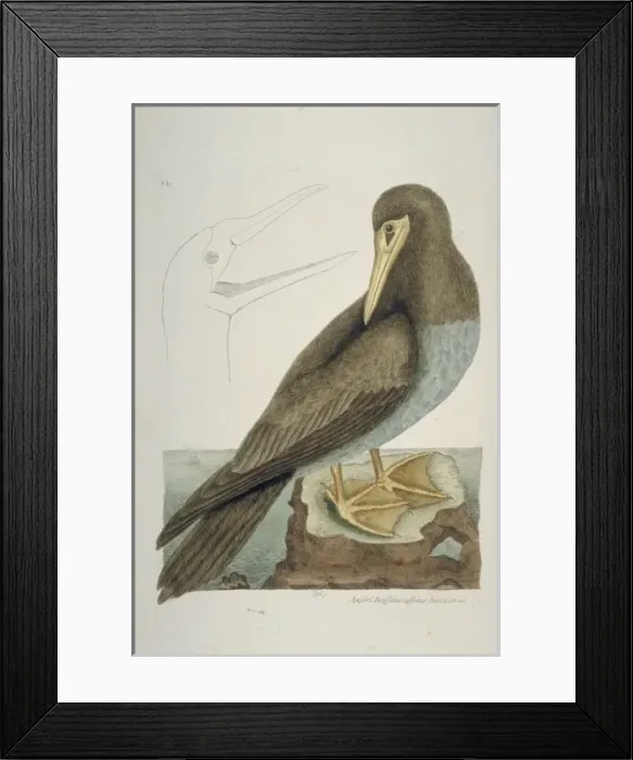 Framed Print : Sula leucogaster, brown booby Framed Print : Sula leucogaster, brown booby