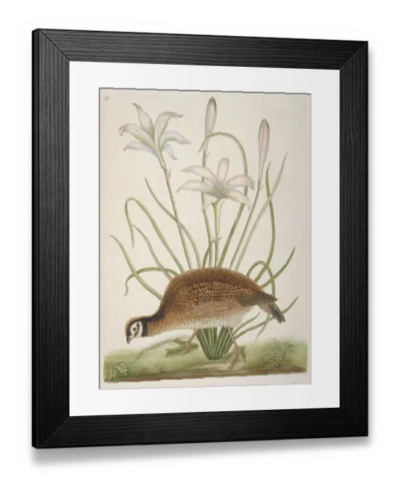 Framed Print : Plate from The Natural History of Carolina by Mark Catesby Framed Print : Plate from The Natural History of Carolina by Mark Catesby