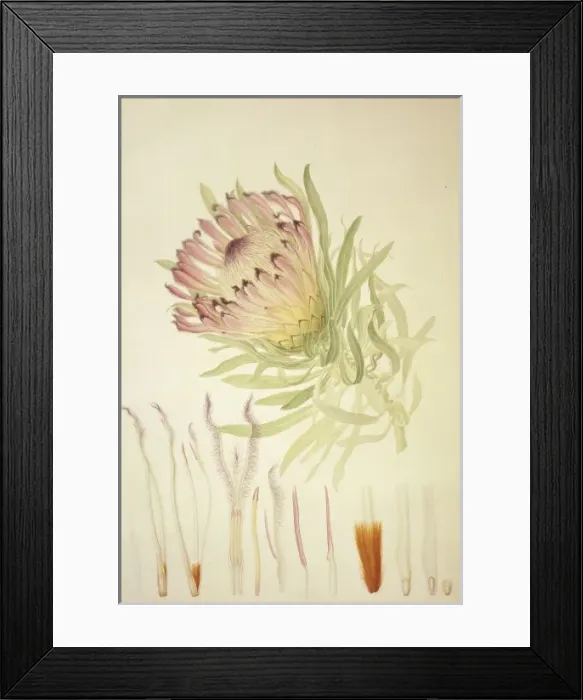 Framed Print : Protea burchellii, Burchells protea Framed Print : Protea burchellii, Burchells protea