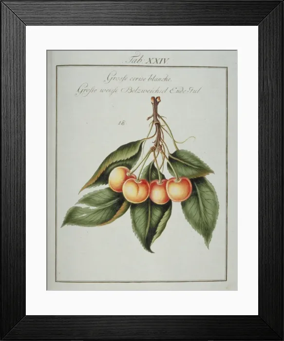 Framed Print : Prunus sp. large white cherry Framed Print : Prunus sp. large white cherry
