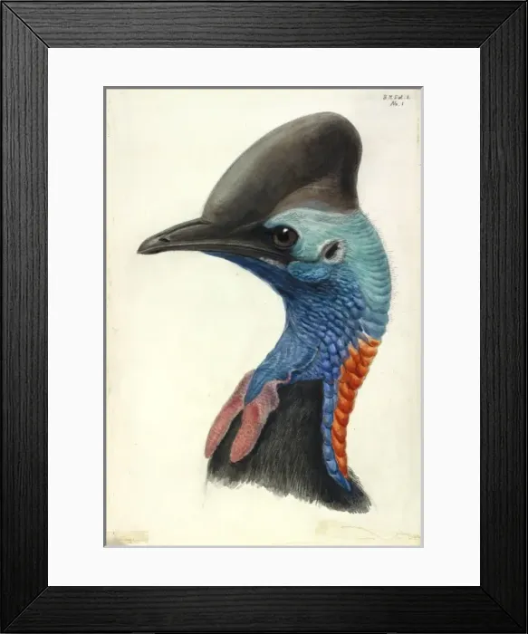 Framed Print : Cassowary Head Framed Print : Cassowary Head