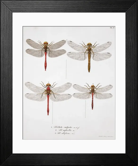 Framed Print : Plate 11 from Libellulinae Europaeae by de Charpentier Framed Print : Plate 11 from Libellulinae Europaeae by de Charpentier