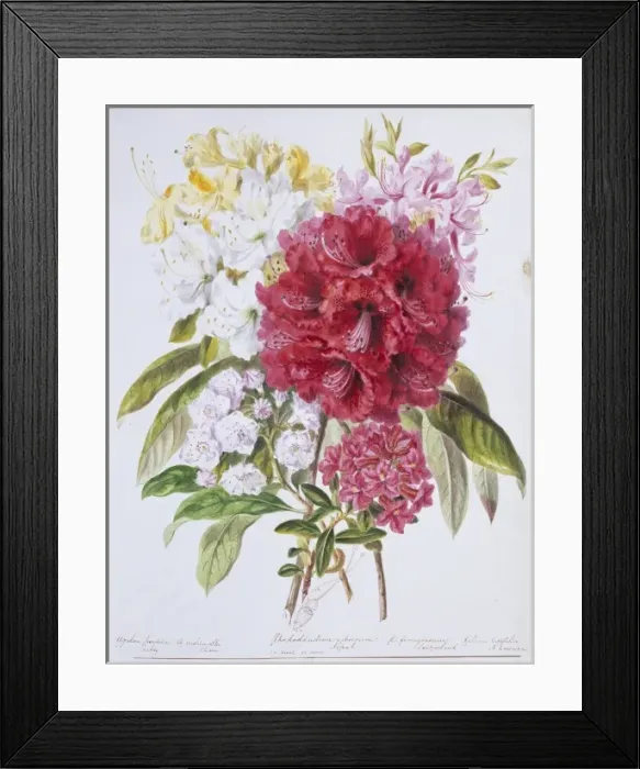 Framed Print : Rhododendron sp. rhododendron Framed Print : Rhododendron sp. rhododendron