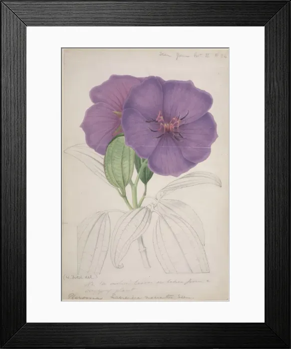 Framed Print : Lasiandra macrantha Framed Print : Lasiandra macrantha