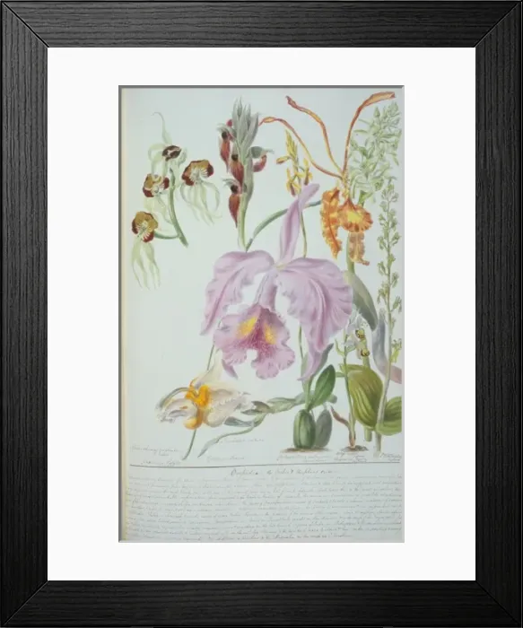 Framed Print : Orchideae. Plate 155 from The Chief Natural Orders of Plants (1849) Framed Print : Orchideae. Plate 155 from The Chief Natural Orders of Plants (1849)