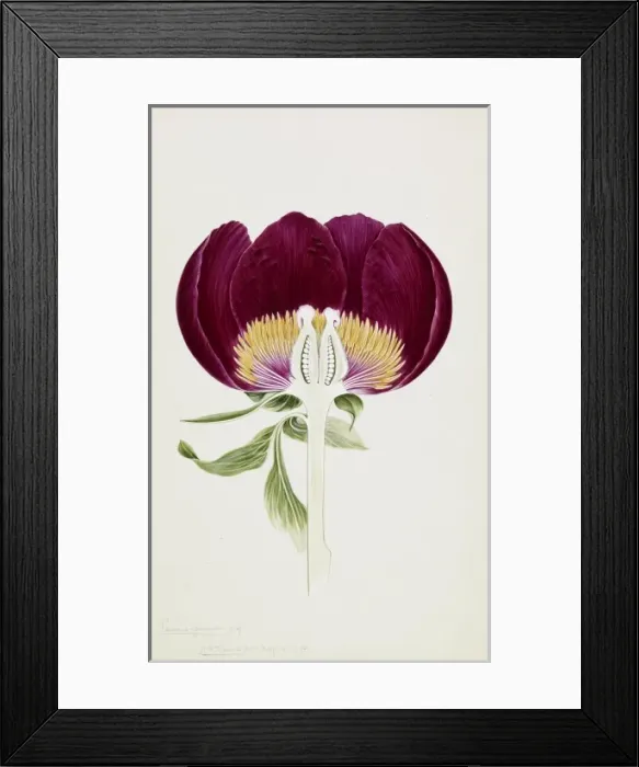 Framed Print : Paeonia officinalis, common peony Framed Print : Paeonia officinalis, common peony