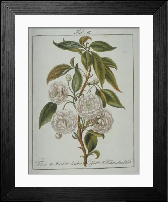 Framed Print : Prunus avium, double wild cherry flower Framed Print : Prunus avium, double wild cherry flower