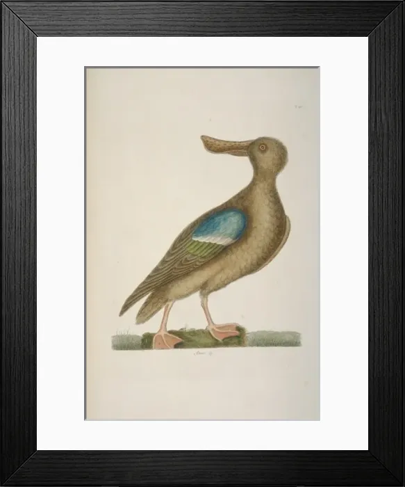 Framed Print : Anas clypeata, northern shoveler Framed Print : Anas clypeata, northern shoveler