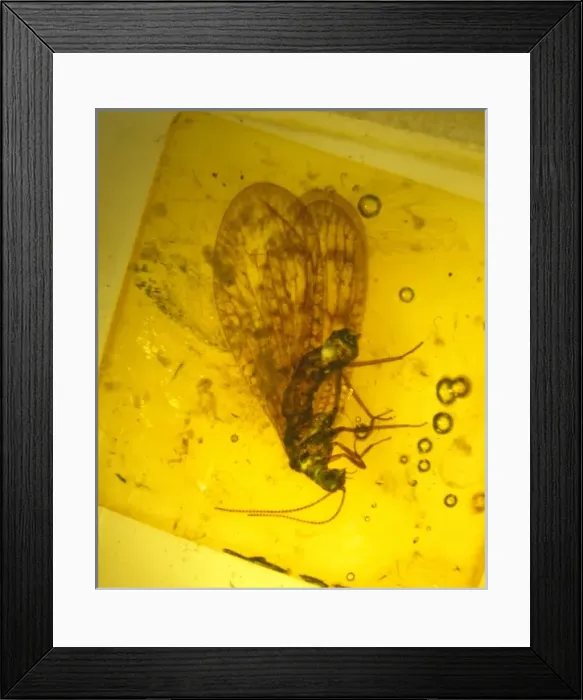 Framed Print : Lacewing in amber Framed Print : Lacewing in amber