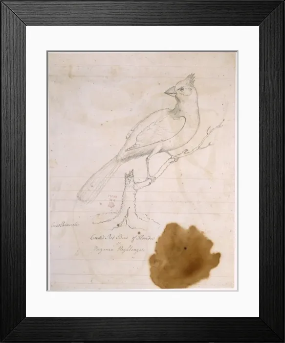 Framed Print : Crested red bird of florida, or virginia nightingale Framed Print : Crested red bird of florida, or virginia nightingale