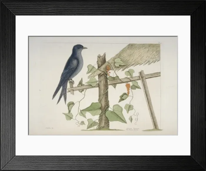 Framed Print : Progne subis, purple martin Framed Print : Progne subis, purple martin
