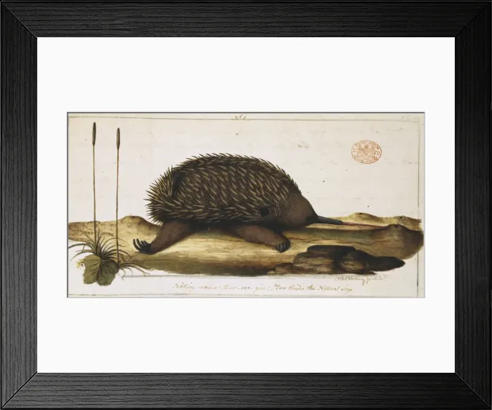 Framed Print : Tachyglossus aculeatus, short-nosed echidna Framed Print : Tachyglossus aculeatus, short-nosed echidna