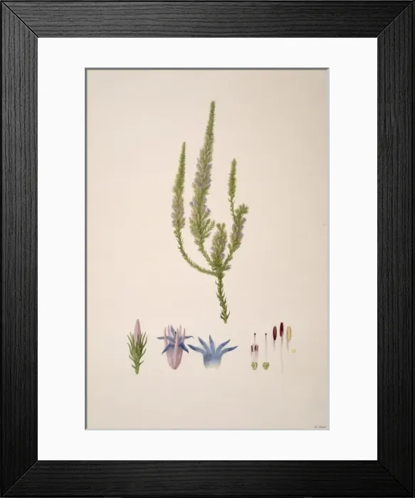Framed Print : Andersonia caerulea, foxtail Framed Print : Andersonia caerulea, foxtail