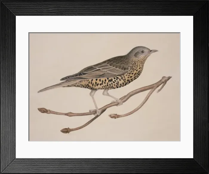 Framed Print : Turdus viscivorus, mistle thrush Framed Print : Turdus viscivorus, mistle thrush