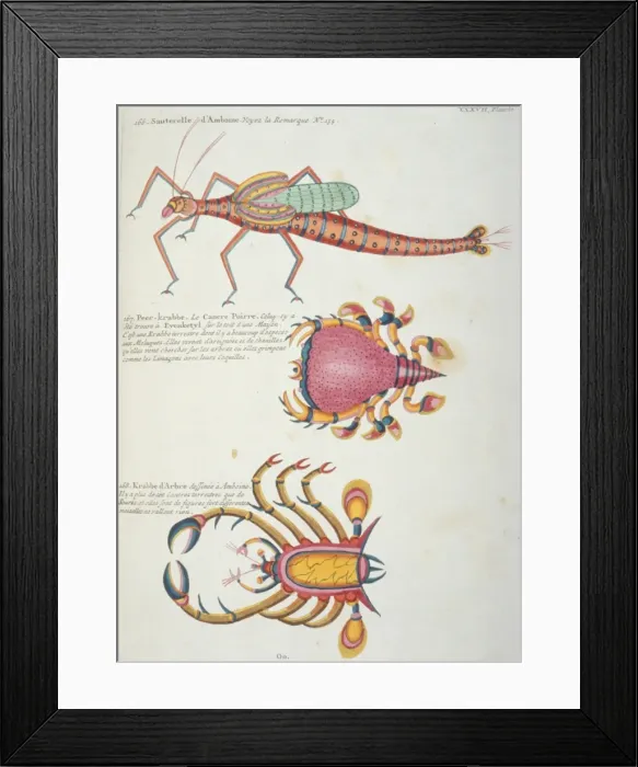 Framed Print : Colourful illustration of two crabs and a grasshopper Framed Print : Colourful illustration of two crabs and a grasshopper