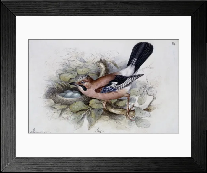 Framed Print : Garrulus glandarius, Eurasian jay Framed Print : Garrulus glandarius, Eurasian jay