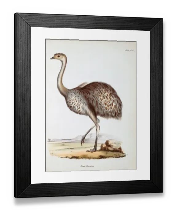 Framed Print : Pterocnemia pennata, lesser rhea Framed Print : Pterocnemia pennata, lesser rhea