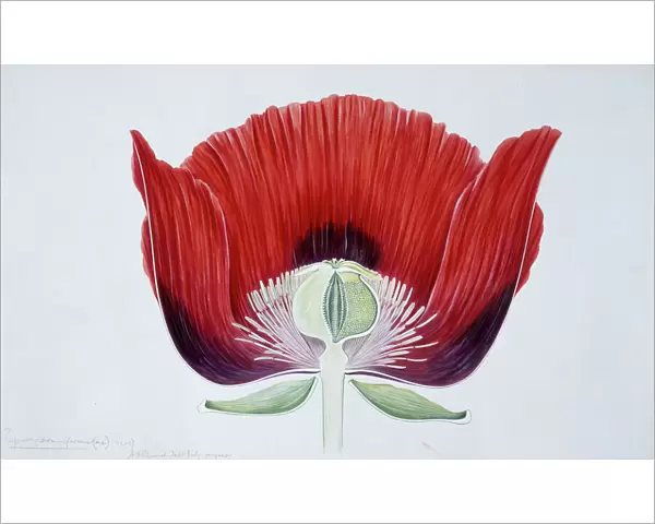 Papaver somniferum, Opium poppy