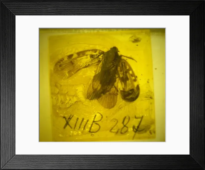 Framed Print : Planthopper bug in Baltic amber Framed Print : Planthopper bug in Baltic amber