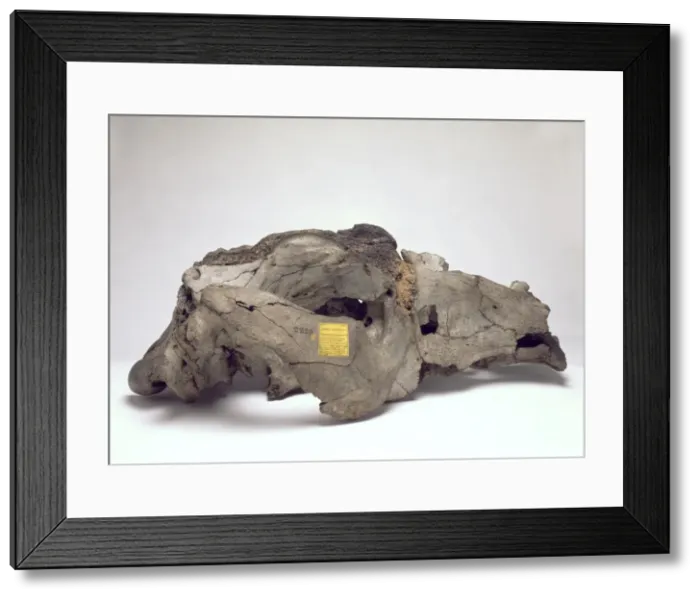 Framed Print : Skull of Toxodon platensis Framed Print : Skull of Toxodon platensis