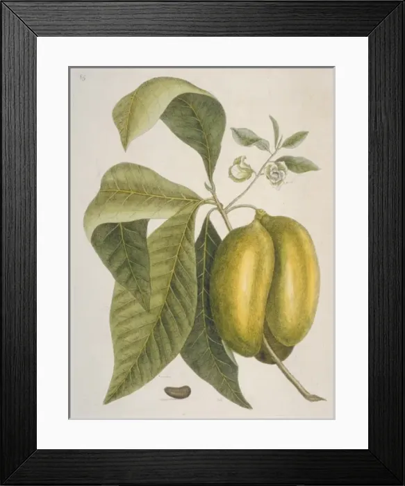 Framed Print : Anona sp. soursop Framed Print : Anona sp. soursop