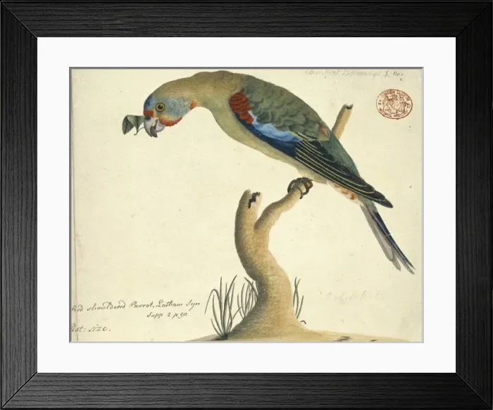 Framed Print : Lathamus discolor, swift parrot Framed Print : Lathamus discolor, swift parrot