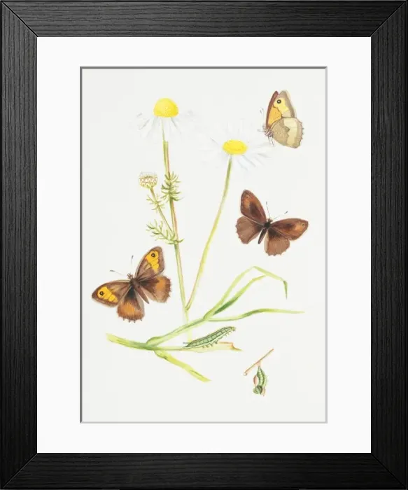 Framed Print : Maniola jurtina, meadow brown Framed Print : Maniola jurtina, meadow brown