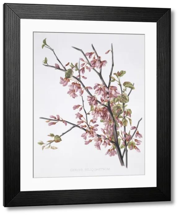Framed Print : Cercis siliquastrum, Judas tree Framed Print : Cercis siliquastrum, Judas tree