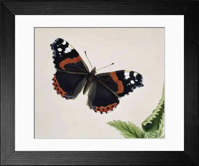 Framed Print : Vanessa atalanta, red admiral Framed Print : Vanessa atalanta, red admiral