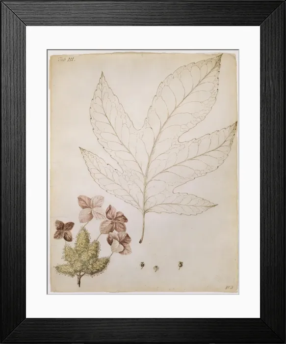 Framed Print : Hydrangea quercifolia, oak-leaf hydrange Framed Print : Hydrangea quercifolia, oak-leaf hydrange