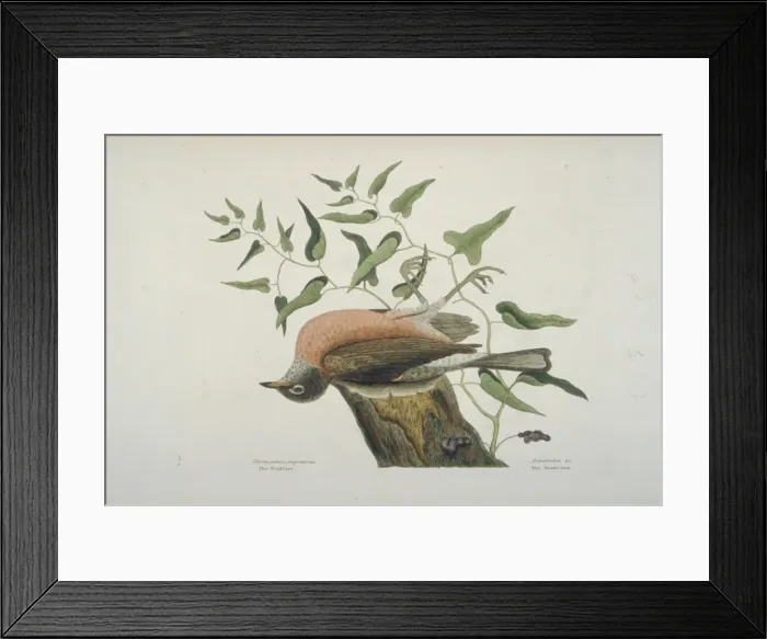 Framed Print : Turdus migratorius, American robin Framed Print : Turdus migratorius, American robin