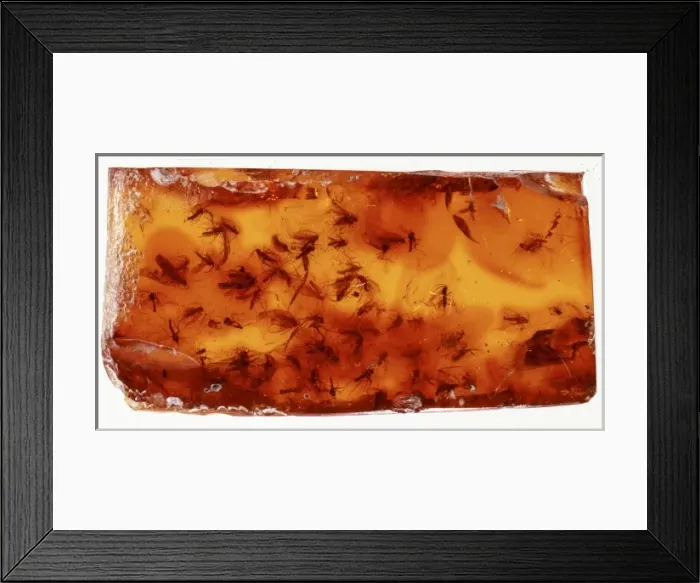 Framed Print : Baltic amber with swarm of fungus gnats Framed Print : Baltic amber with swarm of fungus gnats