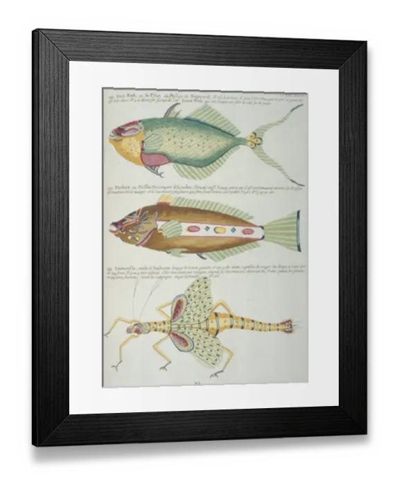 Framed Print : Colourful illustration of two fish and a grasshopper Framed Print : Colourful illustration of two fish and a grasshopper