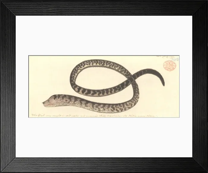 Framed Print : Gymnothorax favagineus, honeycomb moray eel Framed Print : Gymnothorax favagineus, honeycomb moray eel