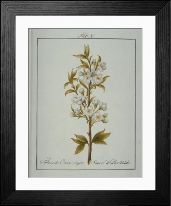 Framed Print : Prunus emarginata, flower of bitter cherry Framed Print : Prunus emarginata, flower of bitter cherry